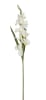 FLORAL GLADIOLUS FLOWER GLADIOLA2
