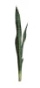 FLORAL GREEN SANSERVIERIA W/SLVS1