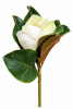 FLORAL MAGNOLIA PICK1