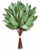 FLORAL EUCALYPTUS BUNCLE 12PCS SEED1