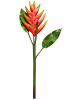 FLORAL HELICONIA LOBSTER CLAW1
