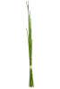 FLORAL TENDER BAMBOO X61