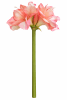 FLORAL AMARYLLIS2F1B1