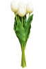 FLORAL RT TULIP BUNDLE X61