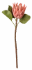 FLORAL DRIED PROTEA KING S1