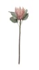 FLORAL DRIED PROTEA KING S - IV1