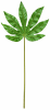 FLORAL FATSIA JAPONICA LEAF2