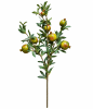 FLORAL POMEGRANATE SPRAY1