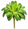FLORAL SUCCULENT1