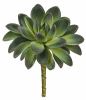 FLORAL SUCCULENT II1