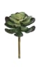 FLORAL SUCCULENT - III1