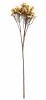 FLORAL GYPSOPHILIA BH1
