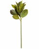 FLORAL MAGNOLIA LEAF X21LVS1