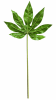 FLORAL FATSIA JAPONICA LEAF - II1