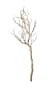 FLORAL MANZANITA TREE BRANCH1