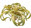 FLORAL LARGE TILLANSIA1
