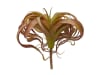 FLORAL LARGE TILLANSIA 13DX12H1