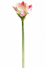 FLORAL AMARYLLIS1