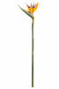 FLORAL BIRD OF PARADISE FLS1