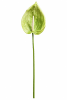 FLORAL ANTHURIUM1