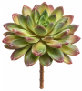 FLORAL SUCCULENT PLANTS1