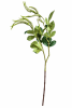 FLORAL AMARANTHUS1