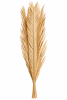 FLORAL DRIED PALM LEAF2