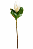 FLORAL MAGNOLIA TEM X2LVS1
