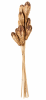 FLORAL MAHOGANY POD STEM NAT1