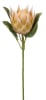 FLORAL PROTEA1