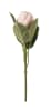 FLORAL PROTEA SINGLE II1