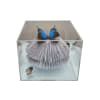 BUTTERFLY BOX II1