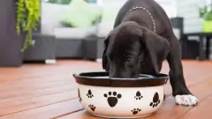 ¿Cuánto debe comer mi perro según su peso?