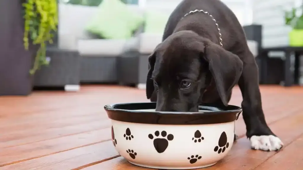 ¿Cuánto debe comer mi perro según su peso?
