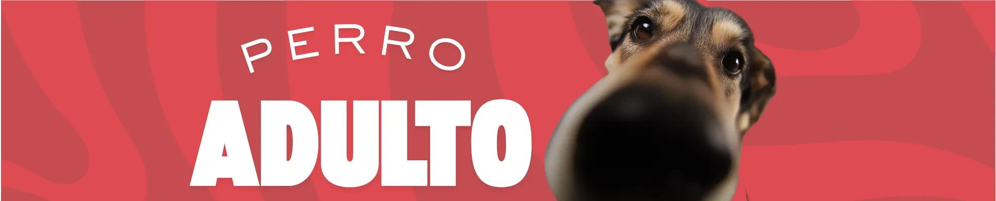 PERRO ADULTO