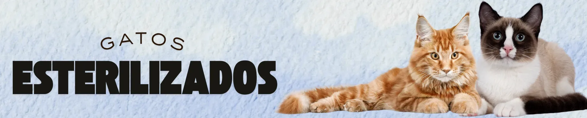 Gato esterilizado