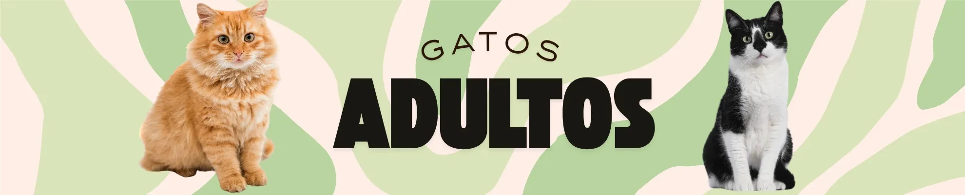 Gato adulto