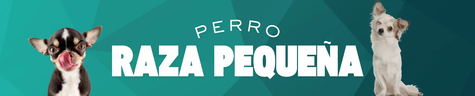 Perro raza pequeña