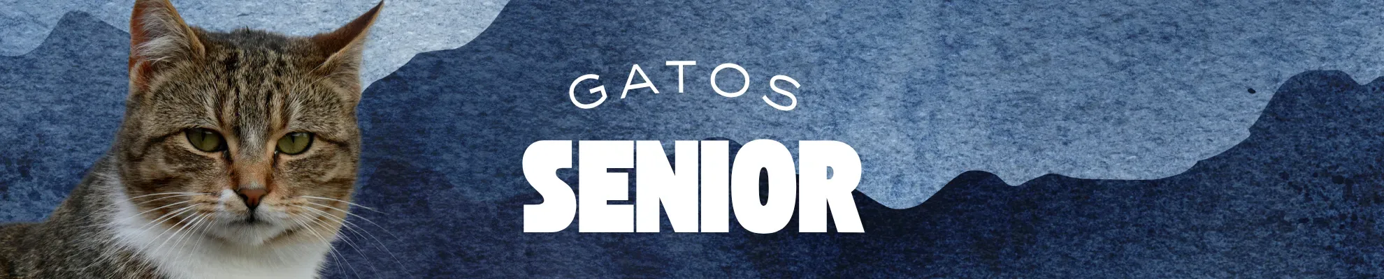 Gato senior