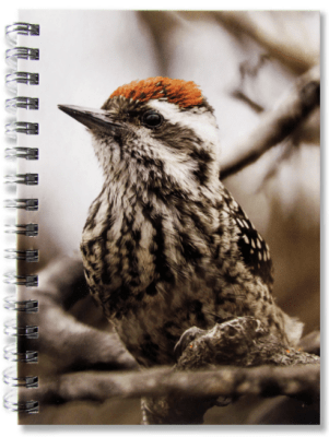 CUADERNO AVES DE CHILE