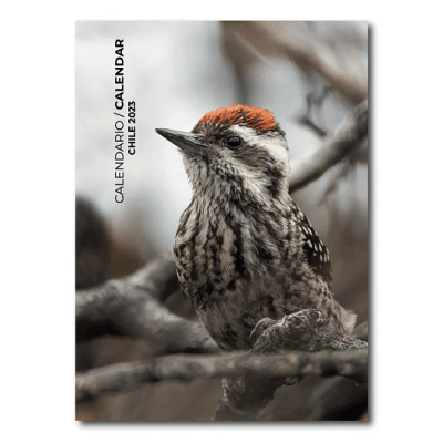 CALENDARIO AVES DE CHILE 2024