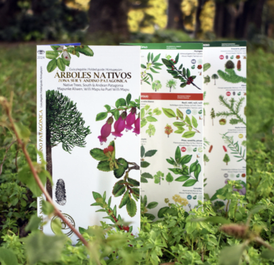 ÁRBOLES NATIVOS ZONA SUR Y ANDINO PATAGÓNICA DESPLEGABLE