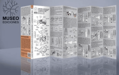 IDENTIFICACION DE CRANEOS DE ROEDORES