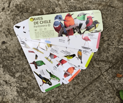 PANTONERA AVES DE CHILE
