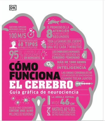 COMO FUNCIONA EL CEREBRO