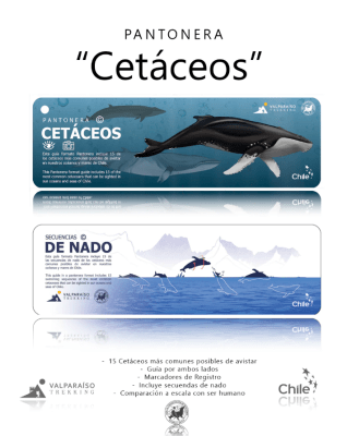 PANTONERO CETÁCEOS
