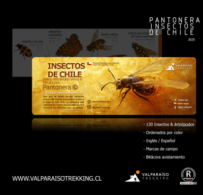 PANTONERA INSECTOS DE CHILE