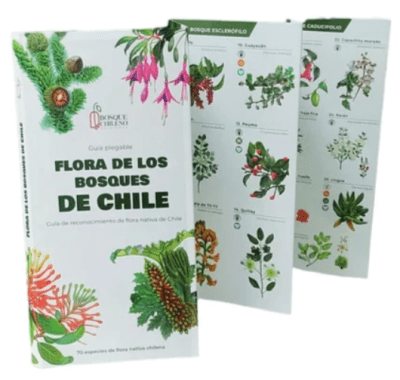 FLORA DE LOS BOSQUES DE CHILE