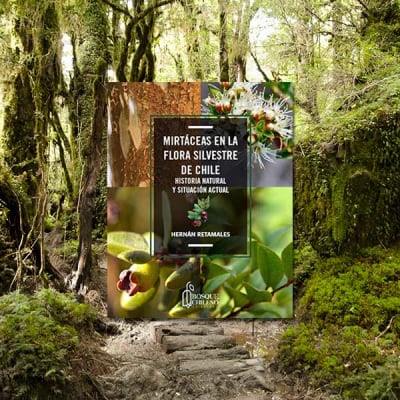 MIRTÁCEAS EN LA FLORA SILVESTRE DE CHILE