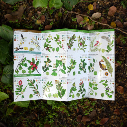 ÁRBOLES NATIVOS ZON CENTRAL DESPLEGABLE2